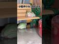 もしもアマガエルが小型犬サイズだったら…！公園のベンチ編 #カエル #もしも #shorts