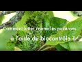 Lutter contre les pucerons avec le biocontrôle