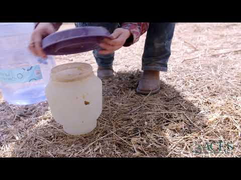 Rock Bottom Ranch: Daily Chick Brooder Chores