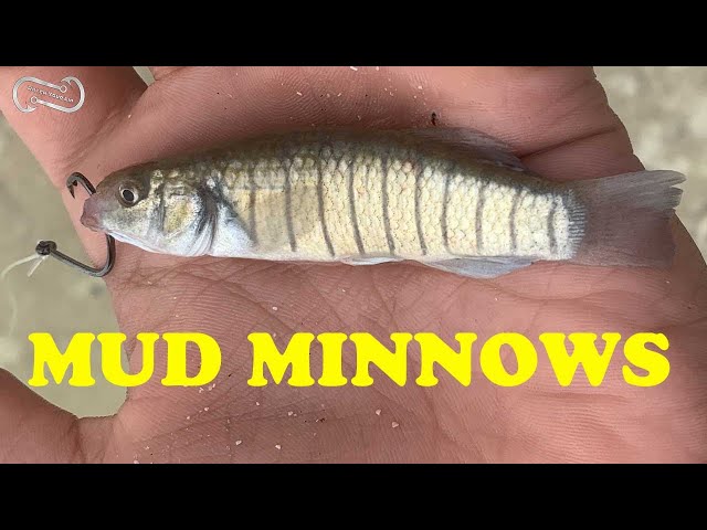 HOW TO CATCH MUD MINNOWS AND SAND PERCH FOR BAIT 