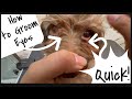 Face Cleaning On Willow | Wittle Havanese