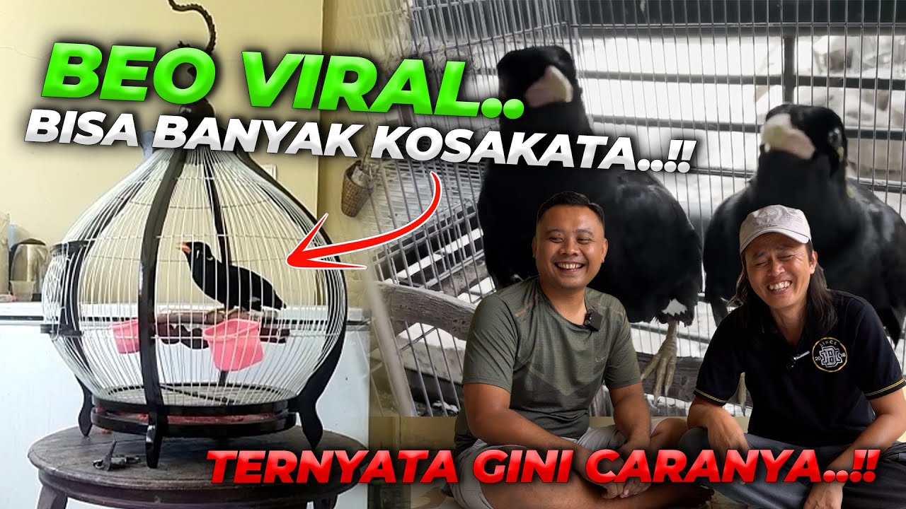 KEPO KEPI OTEWE JAGO..!! KUPAS TUNTAS CARA NGAJARIN BEO DARI AHLINYA..!!