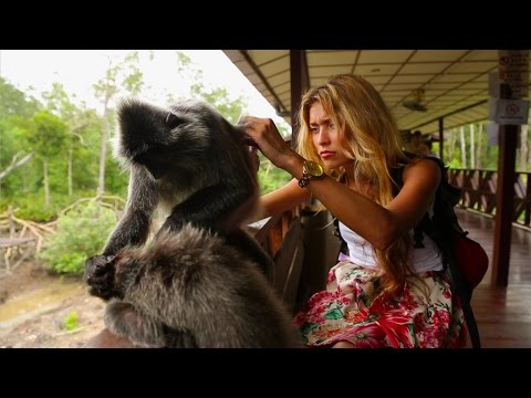 Video: Borneo 's Zigeuners' Zijn De Gelukkigste Mensen Op Aarde