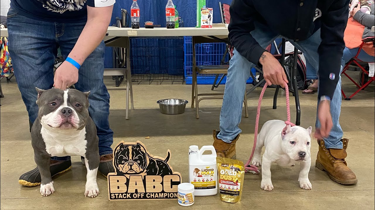 BABC American Bully Dog Show 🐶 YouTube