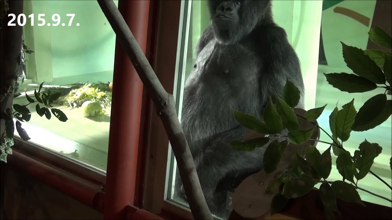 こゴリラ ゴリラ』【ヒガシローランドゴリラ盤】 | Jin-Machine | ヤマハ