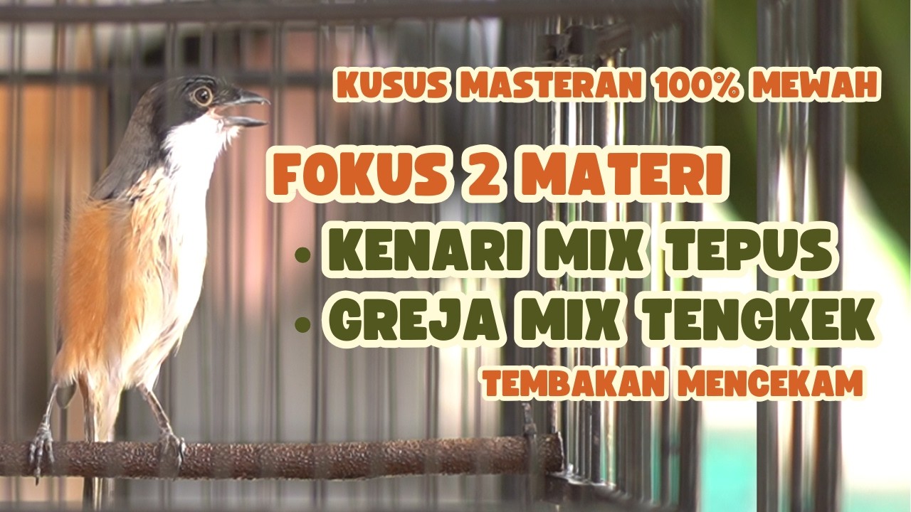 masteran cendet mewah foks 2 lagu kenari & greja cocok untuk cendet, murai & burung burung lomba