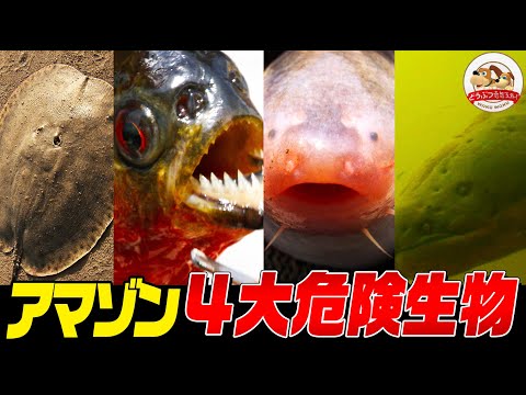 ヤバすぎる】猛毒！電撃！内臓破壊！常軌を逸したアマゾンの4大危険