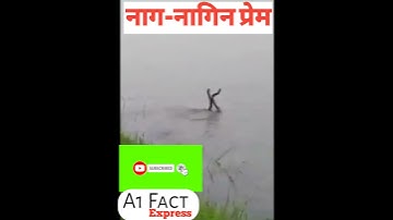 नाग-नागिन की प्रेम कहानी #shorts #नाग-नागिन की प्रेम कहानी