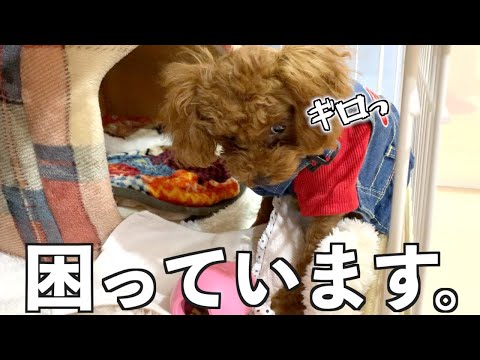 【悩み】怒りグセで飼い主が噛まれる!?急変するトイプードルの子犬