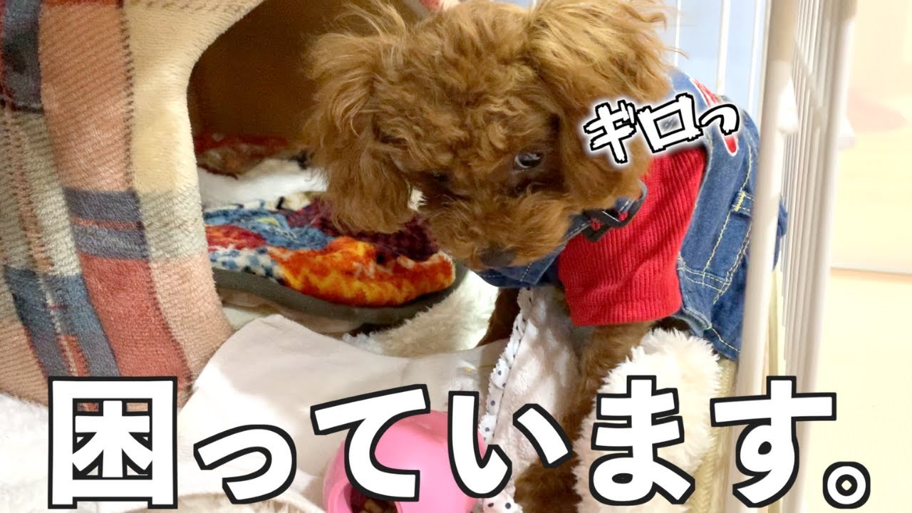 悩み 怒りグセで飼い主が噛まれる 急変するトイプードルの子犬 Youtube