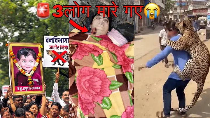 Alert🚨3 people killed😭 Leopard Attack Human Leopard Rescue Village | Tiger attack man wildlife vi...