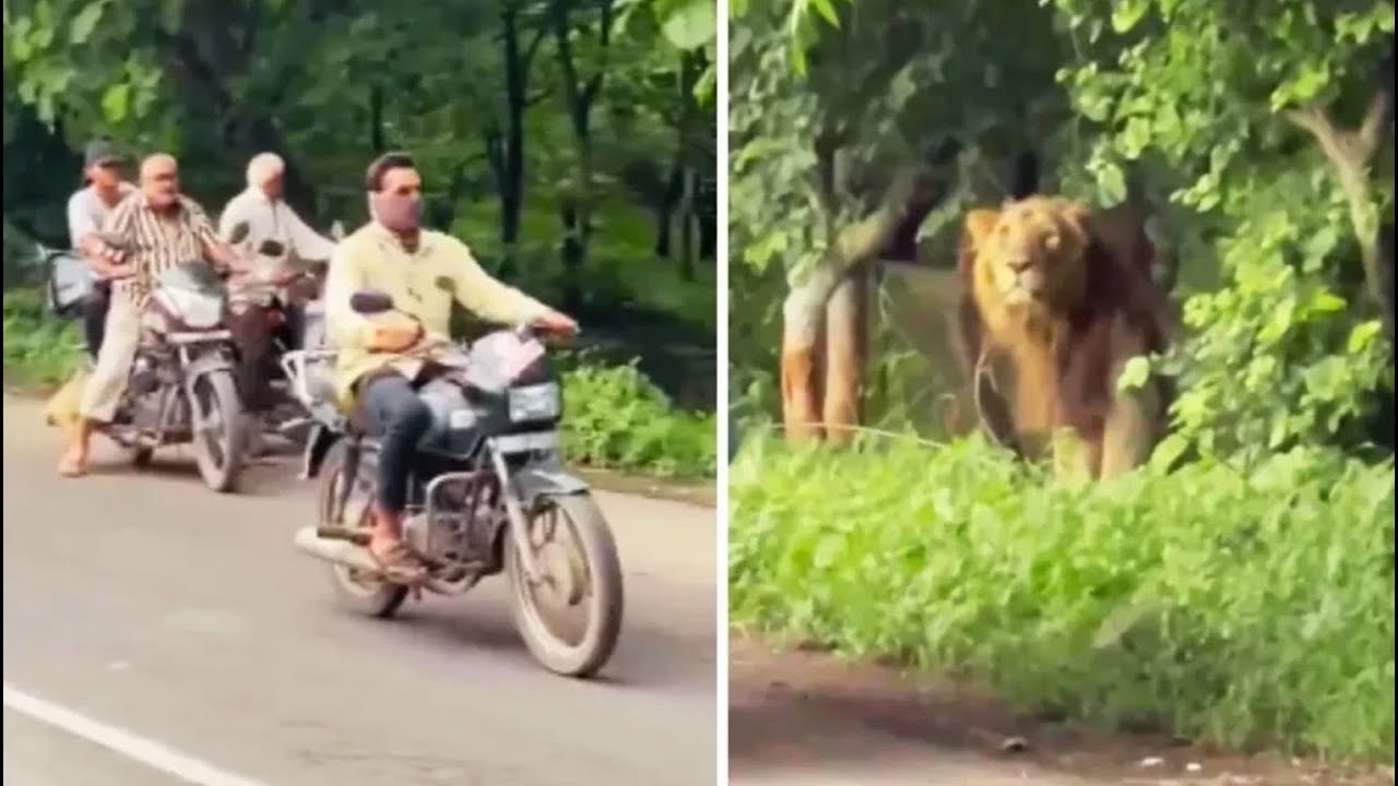 King of the jungle.! Person who made noise with a stick.. The motorists were terrified.. In the end