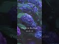 Petals in the Rain|雨に揺れる紫陽花の和Jazz|雨に咲く花 #Shorts #LofiJazz #music #寝落ち音楽 #instrumental
