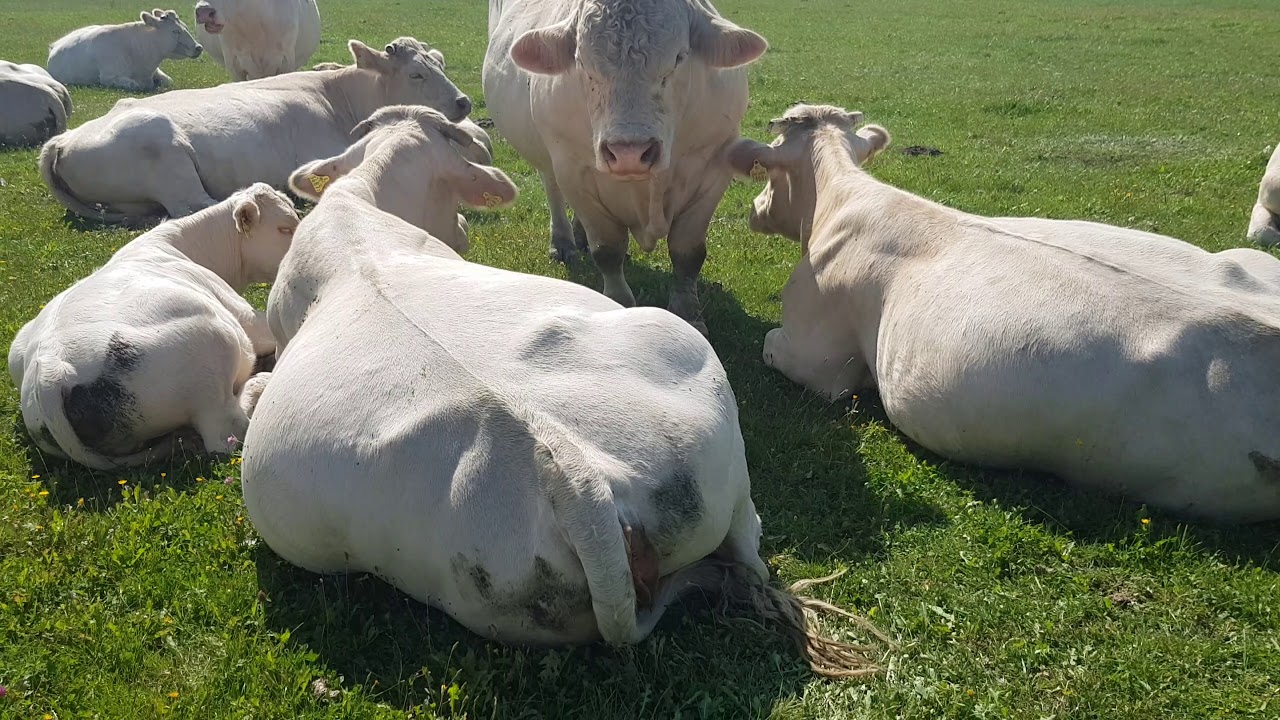 Dlaczego Charolaise ?