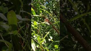 Mariposa ochenta ( Diaethria candrena candrena) #Lepidoptero