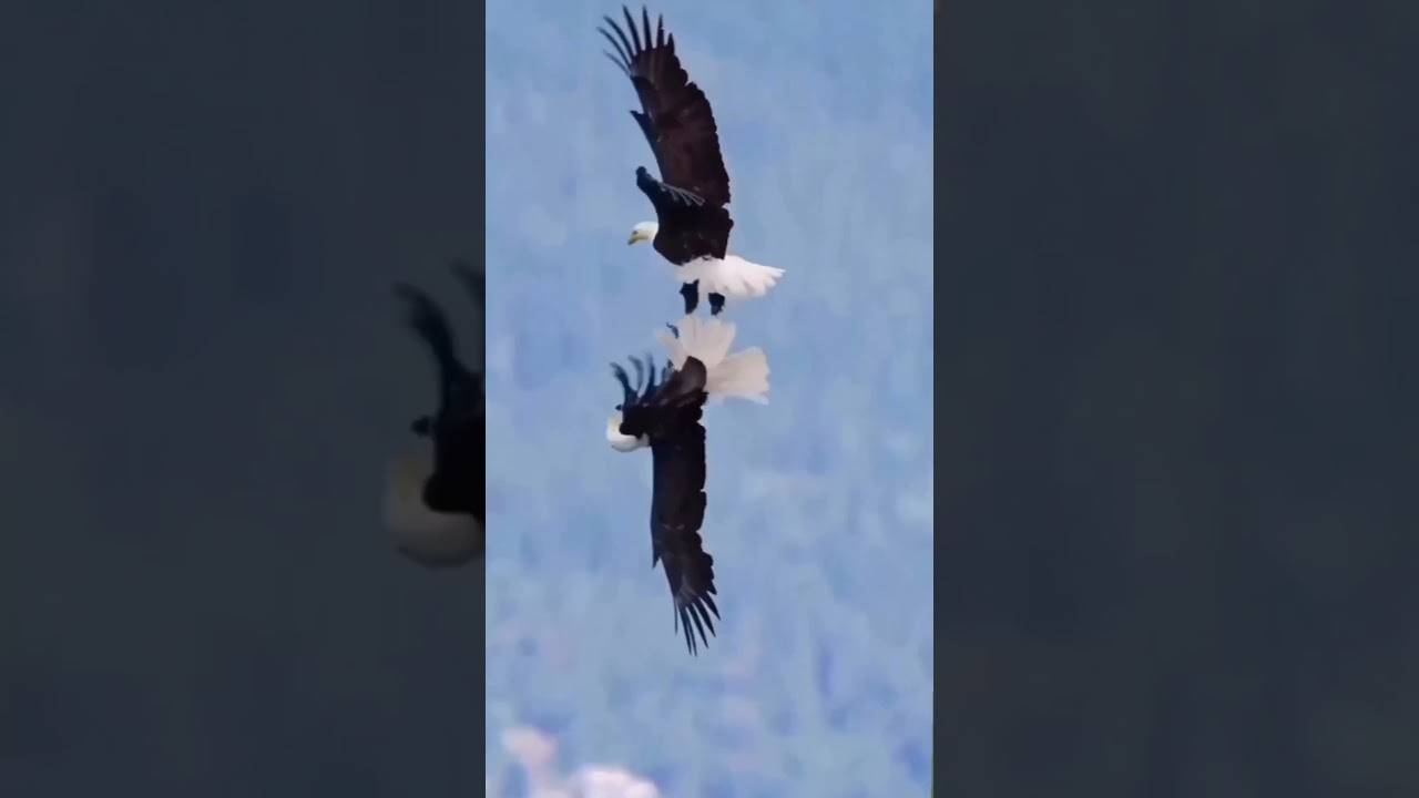 😇😇ОРЕЛ - символ Силы и Воли