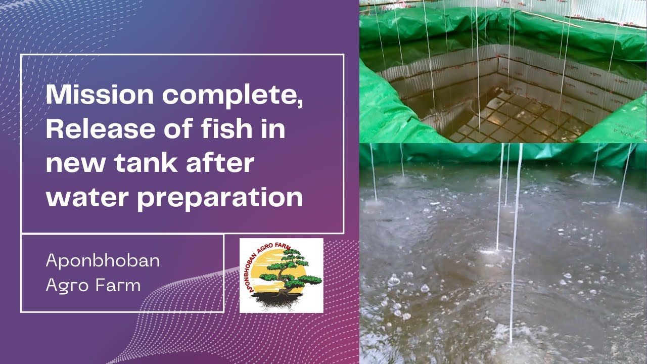 mission-complete-release-of-fish-in-new-tank-after-water-preparation