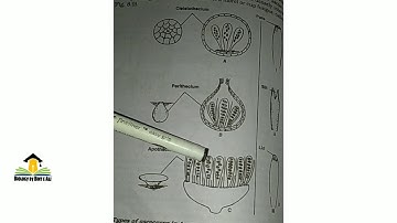 Ascus| apothecium | opothecium | perithecium | Cleistothecium | kingdom fungi | club shape |