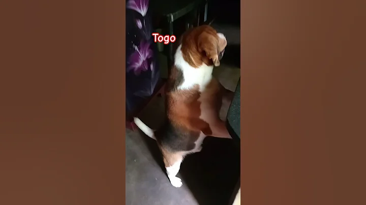 Video 5485261: persian cat pets dog, pets funny dog, pet cute dog