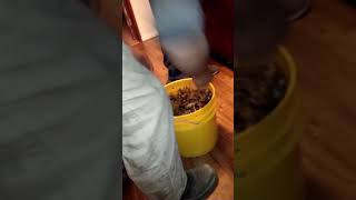 70 pounds of crayfish in 3 hours.. Crayfishing in Moses Lake WA