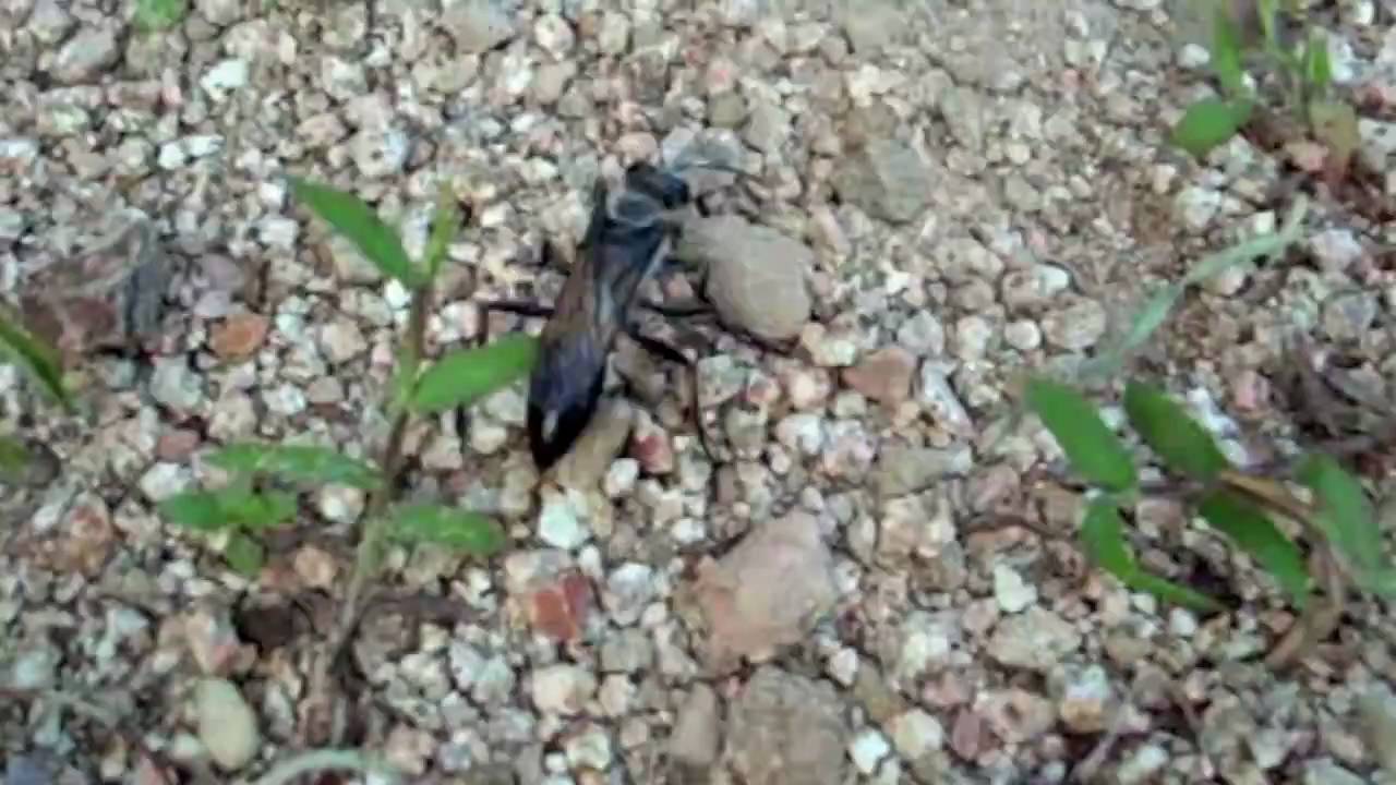 Japanese digger wasp (jiga bachi) - YouTube
