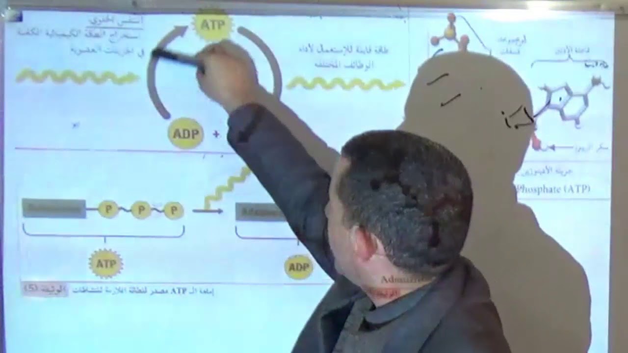 حوصلة التحولات الطاقوية على مستوى ما فوق البنية الخلوية