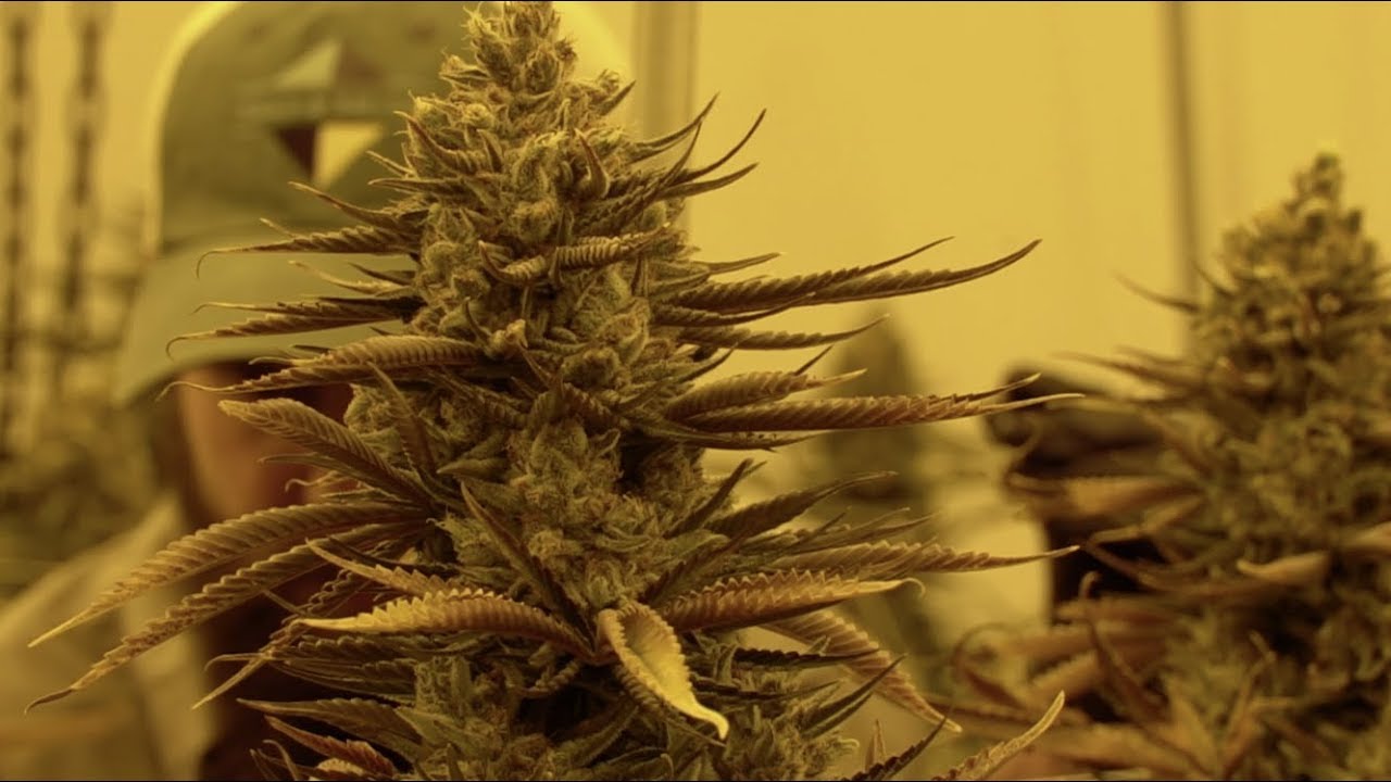 Episode 70 Teaser - Transparency in the Cannabis Industry Ft. Seed & Smith (Lit & Lucid Podcast)