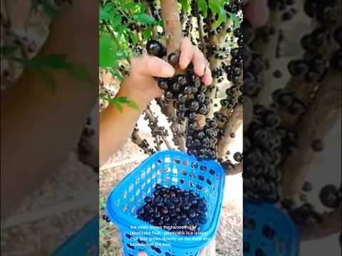 Jaboticaba Fruit Picking Tropical Delight