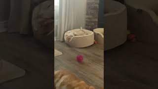 Nap Time Corgi