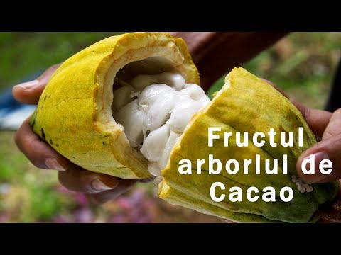 Video: Arbore de cacao. Unde crește arborele de cacao? fructe de cacao