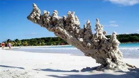 What is commonly called "fossilized lightning"?