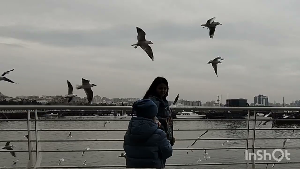 Qağayılar/ Martılar/ Xəzər dənizi ruhun sakitliyi quş 🐦 səslərinin ahəngi 