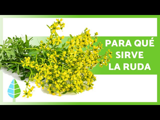 BENEFICIOS de la RUDA🌿✓ (Propiedades, Para Qué Sirve y Cómo Tomarla) 