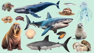 Learn Sea Animal Names for Everyone  Ocean Animal Names