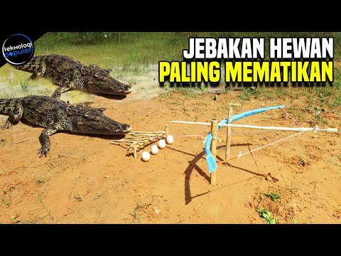 Video: Apa itu perangkap perilaku?