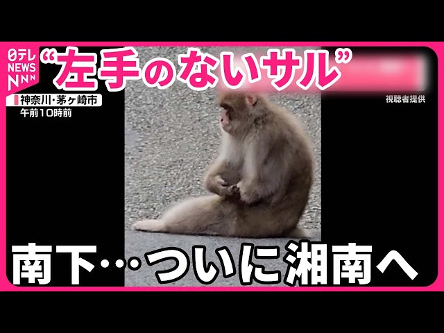 左手のないサル”】ついに湘南へ…愛知のサルも南下中 - YouTube