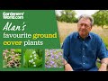 5 ground cover plants i love  alan titchmarsh
