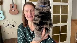 Iris Blue Collar Boy