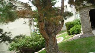 If you hire out landscaping maintenance, beware