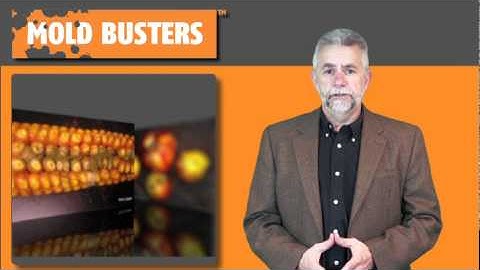 What Is Aspergillus?