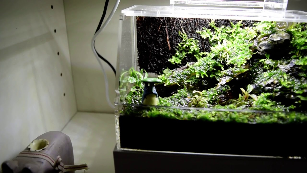 mini complete paludarium tank