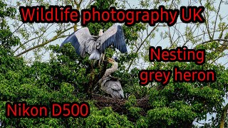 uk wildlife. a pair of nesting grey heron. Nikon D500.