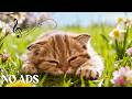 12 Hours Of Calming Music for Cats 🐈 Gentle Bedtime Melodies 🎵 Peaceful Cat Relaxation😴 Cat TV