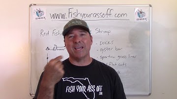 Red Fishing with Live Shrimp