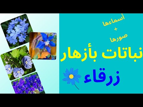 فيديو: فئة رئيسية: زهرة زرقاء صغيرة مصنوعة من الأسلاك والورنيش