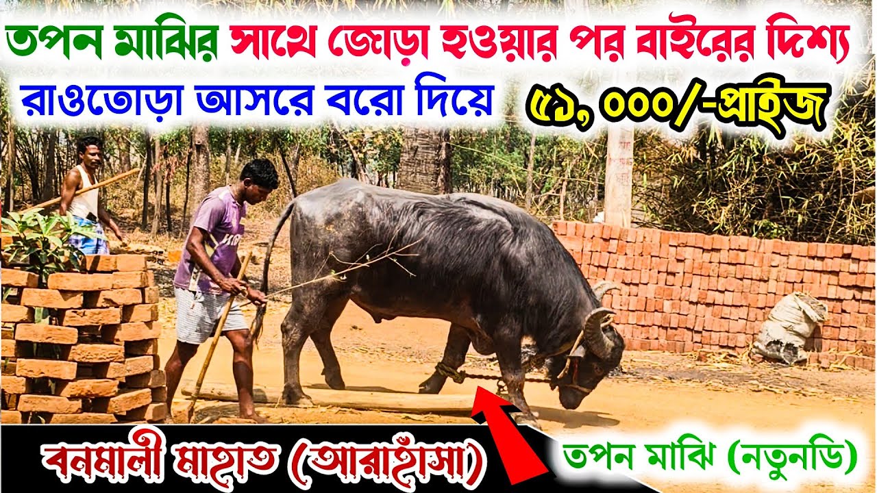 বনমালী মাহাত ৫১ হাজার প্রাইজ ধরে কি রকম প্রস্তুতি করেছে|| রাওতোড়া আসরে খেলার জন...