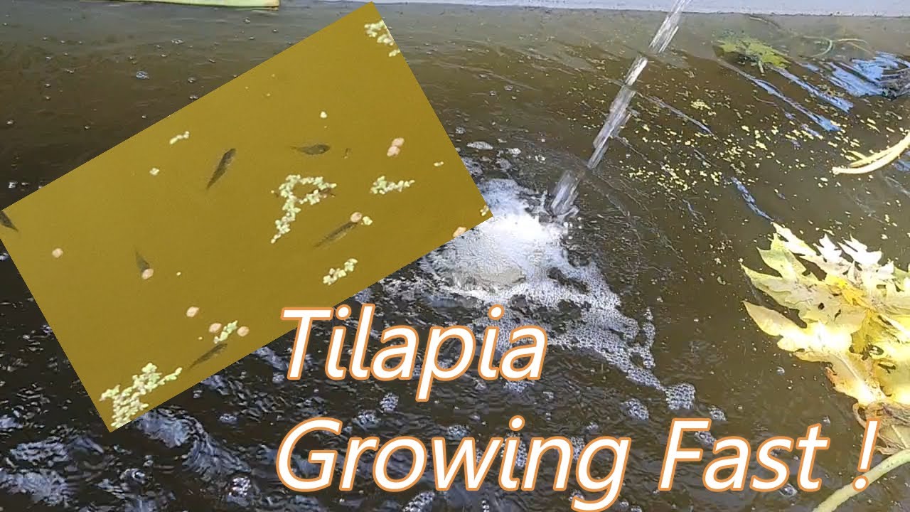 Tilapia are Growing Fast! Pump Going for Now YouTube