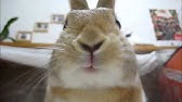 口をくちゃくちゃするうさぎ Youtube 口をくちゃくちゃするうさぎ Youtube