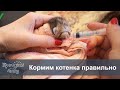 🍼 Как кормить котенка из шприца и бутылочки?