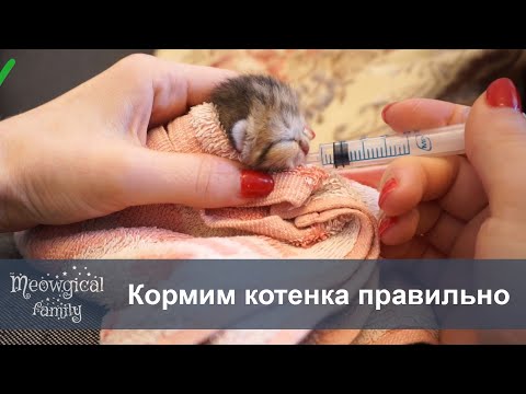 Вопрос: Чем лучше кормить маленьких котят?